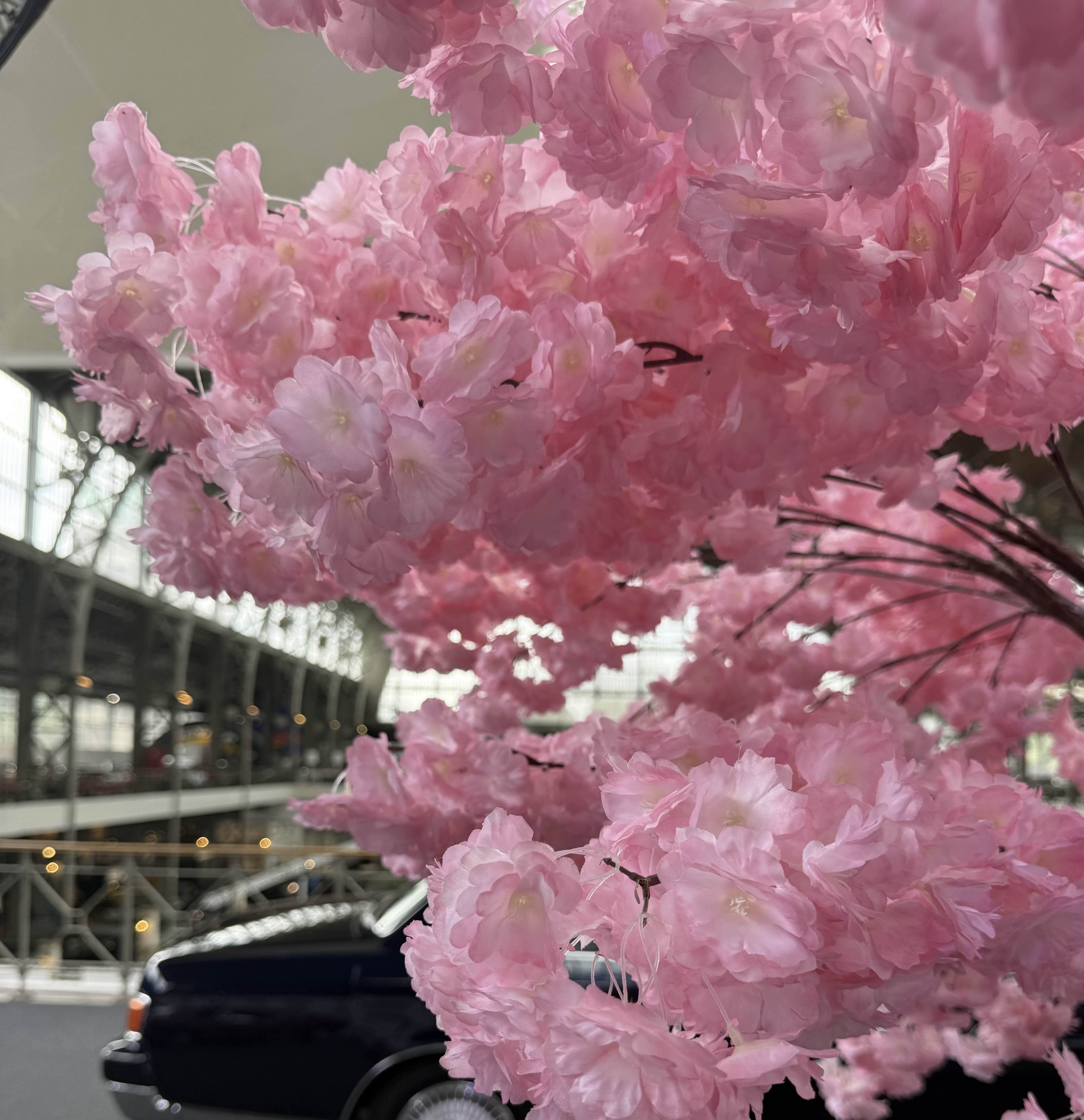 cherry-blossom.jpg|500